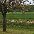 Herrliche Tulpen und blühende Obstbäume ...