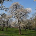 Herrliche Wiese der alten Obstbäume mit vielen Kirschen...