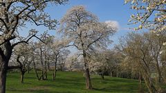 Herrliche Wiese der alten Obstbäume mit vielen Kirschen...