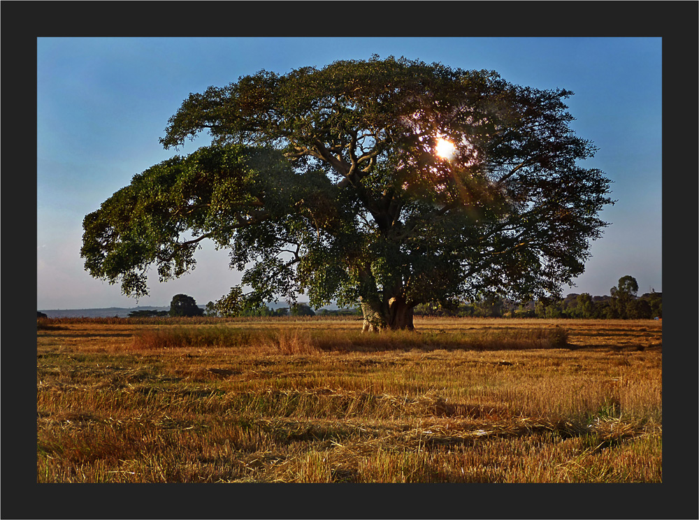 Herrlicher Baum