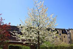 herrlicher Baum im Hinterhof