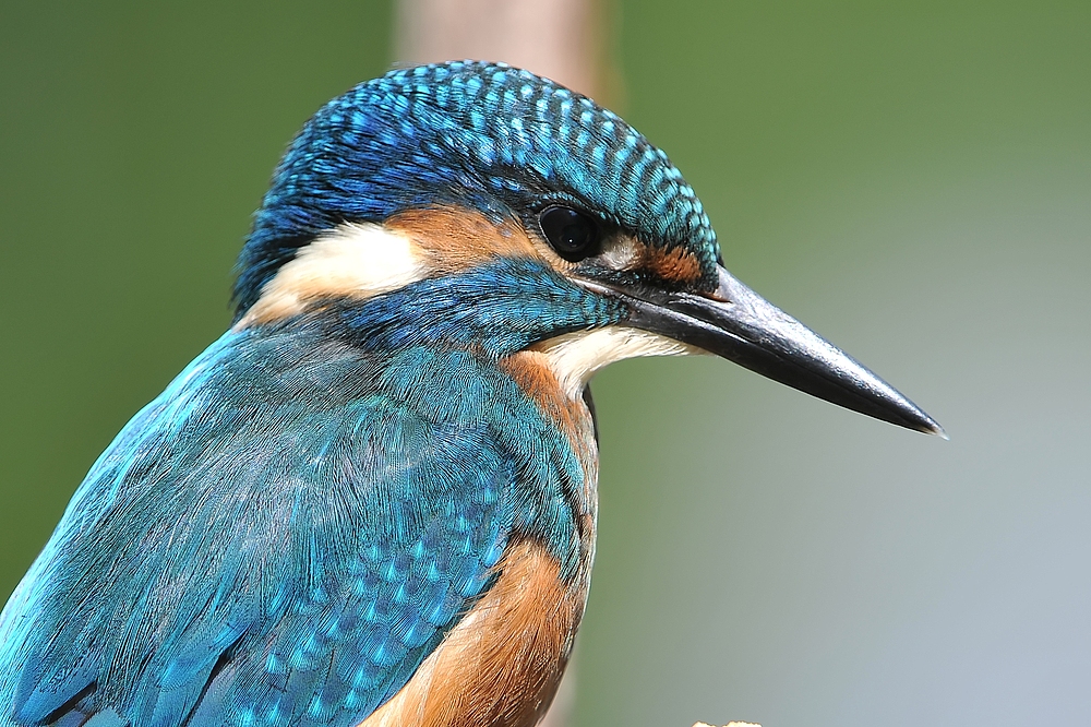 Herrlicher Eisvogel _ schönste Farben, filigranes Federkleid