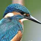 Herrlicher Eisvogel _ schönste Farben, filigranes Federkleid