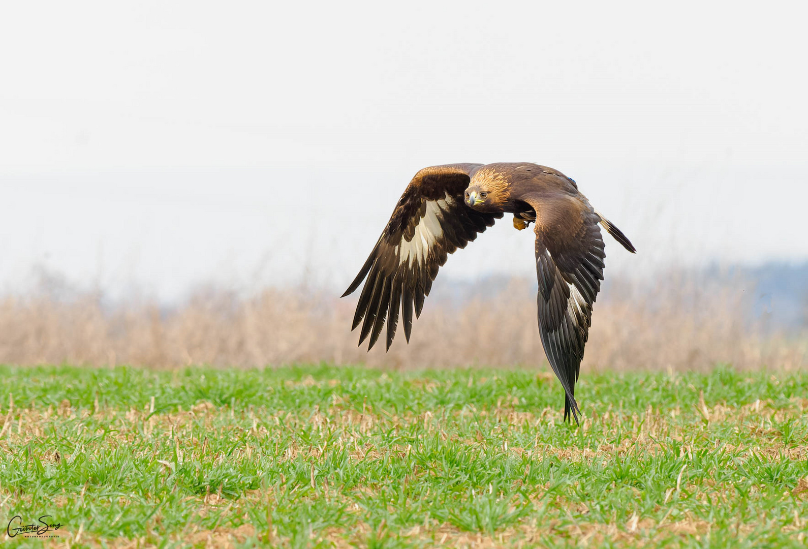 Herrlicher Flug