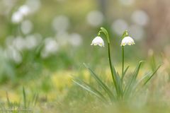 Herrlicher Frühling ...