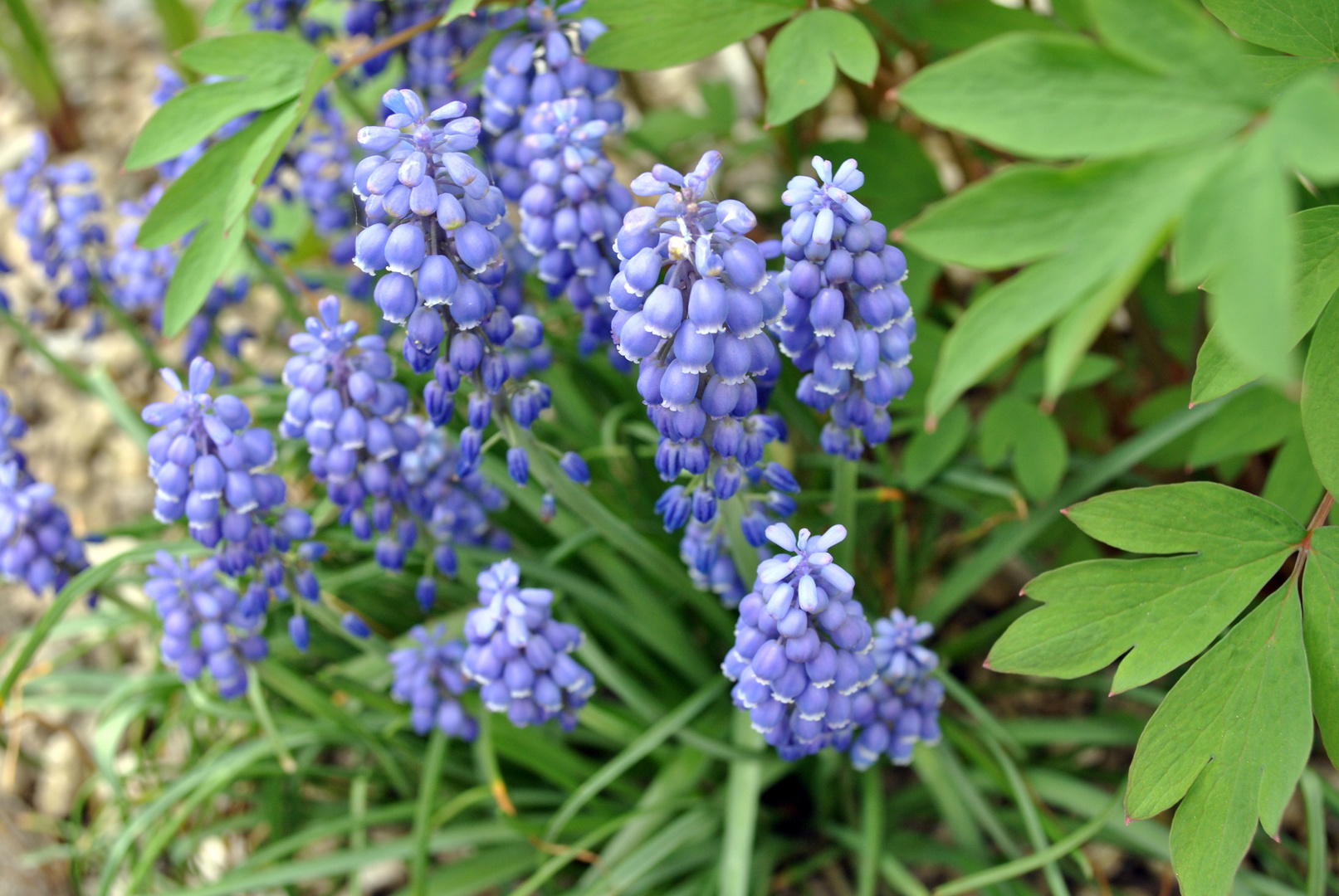 Herrlicher Frühling