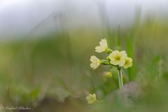 Herrlicher Frühling ...