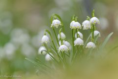 Herrlicher Frühling ...