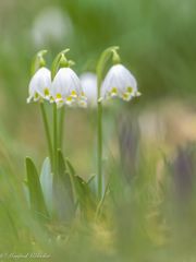 Herrlicher Frühling ...