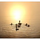 Herrlicher Morgen am Waldschacher See