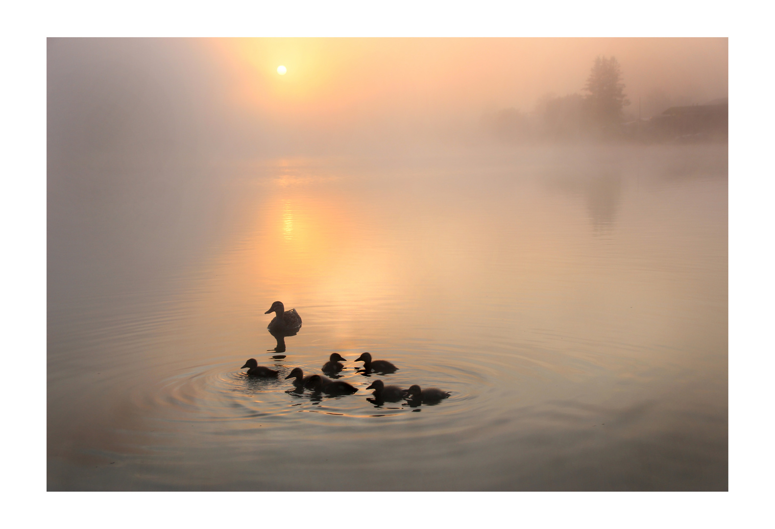 Herrlicher Morgen am Waldschacher See (2)