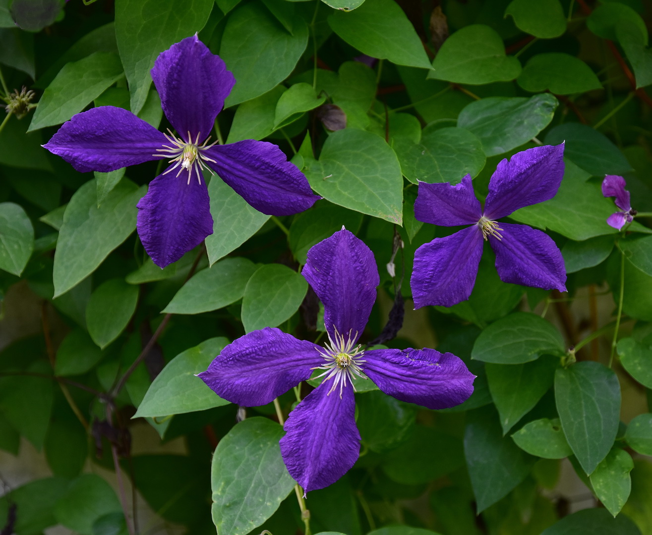 herrliches Blau