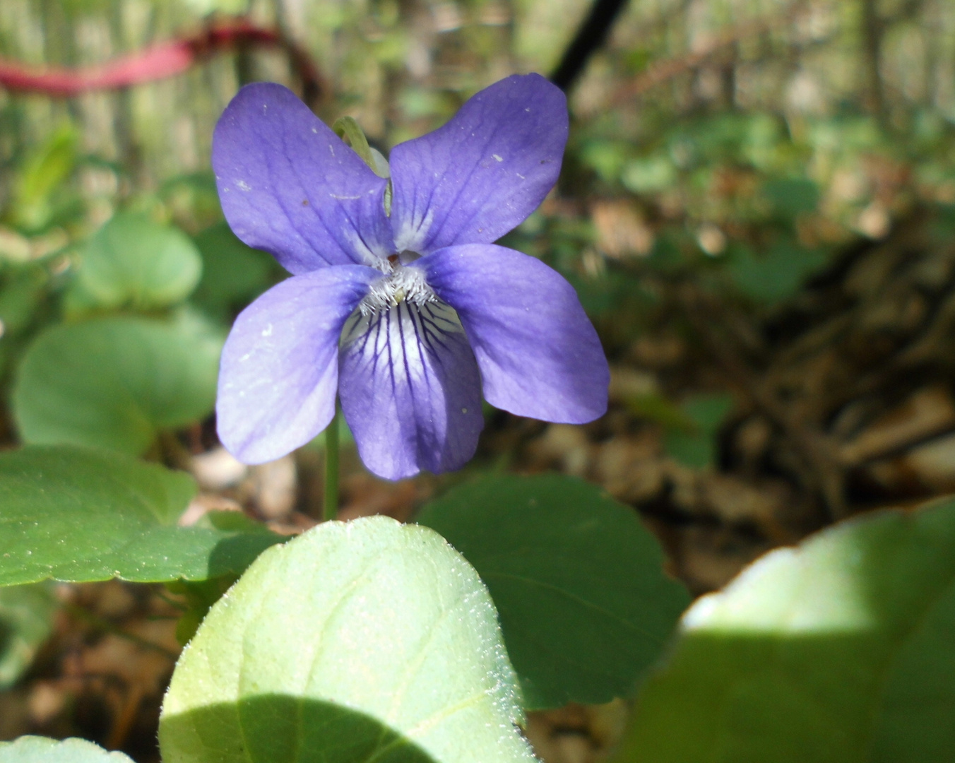 Herrliches BLAU