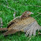 Herrliches Federkleid - wer kennt diesen Vogel?