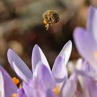 herrliches "Flug-Wetter"