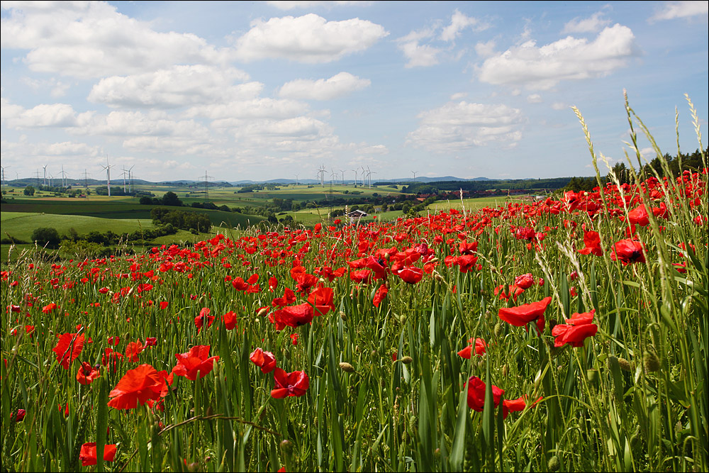 :: ~ Herrliches Waldecker Land ~ ::