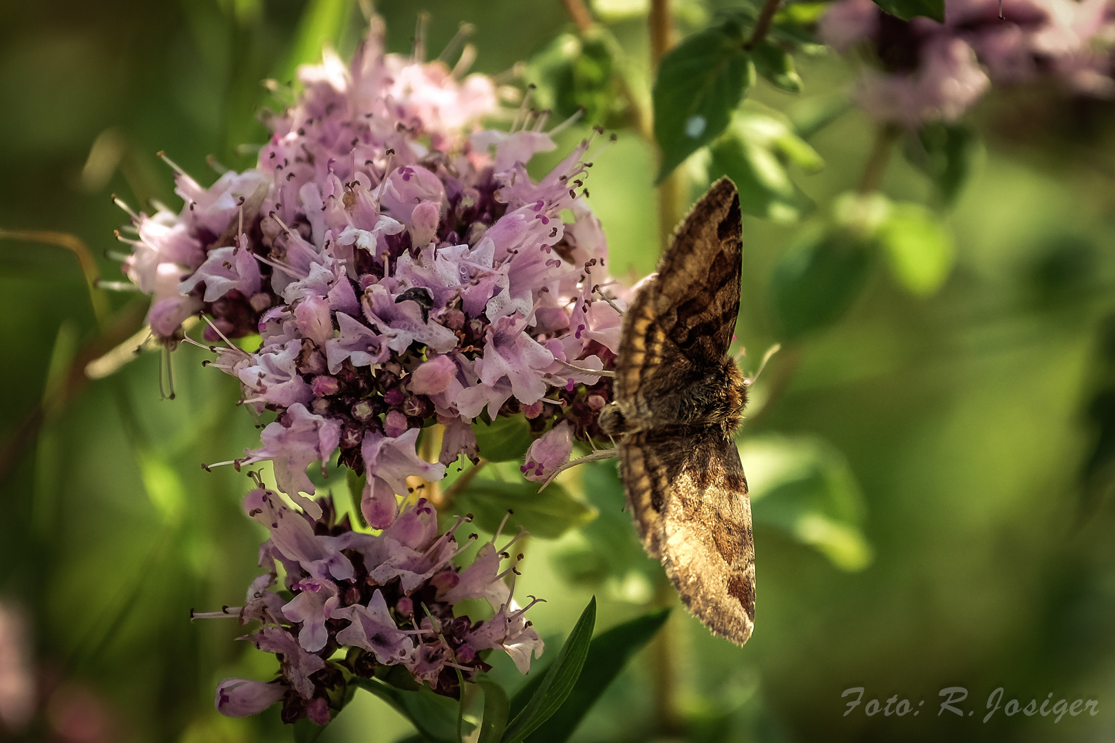 Herrlichkeit der Natur