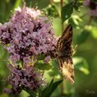 Herrlichkeit der Natur