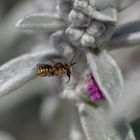 Herrn Große Wollbiene dürstet 