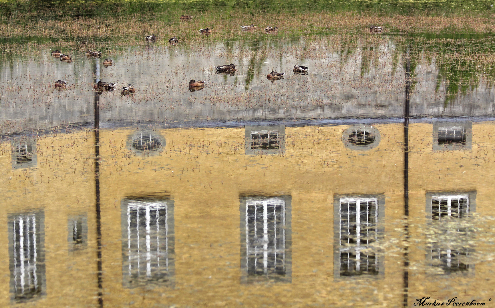 Herrschaftliche Enten