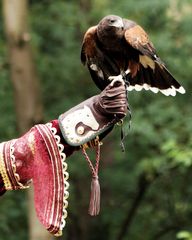 herrschaftlicher Jagdvogel