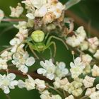 Herrscher der Blüten....