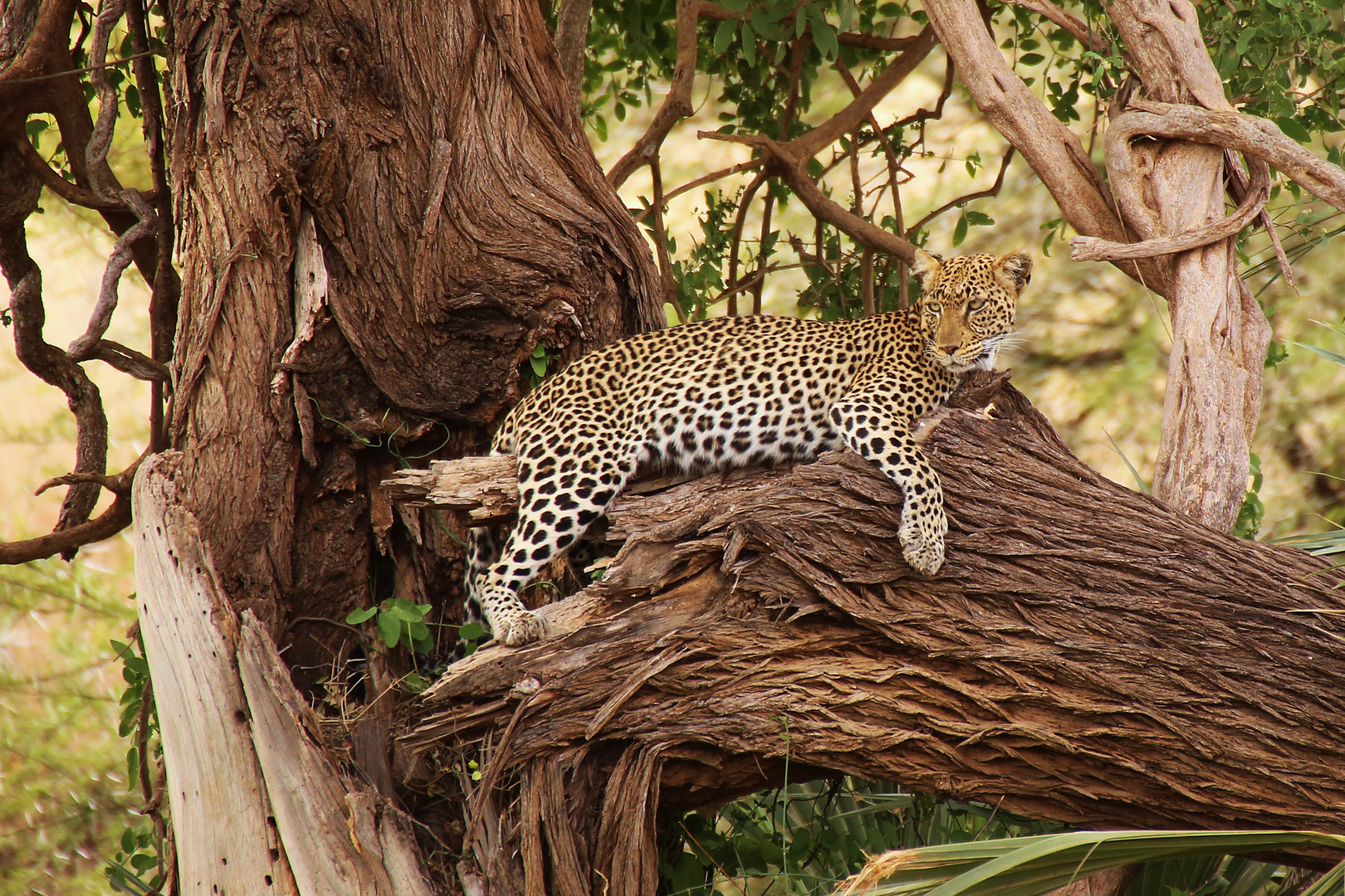 Herrscher Der Savanne Foto Bild Afrika Leopard Kenia Bilder Auf Fotocommunity