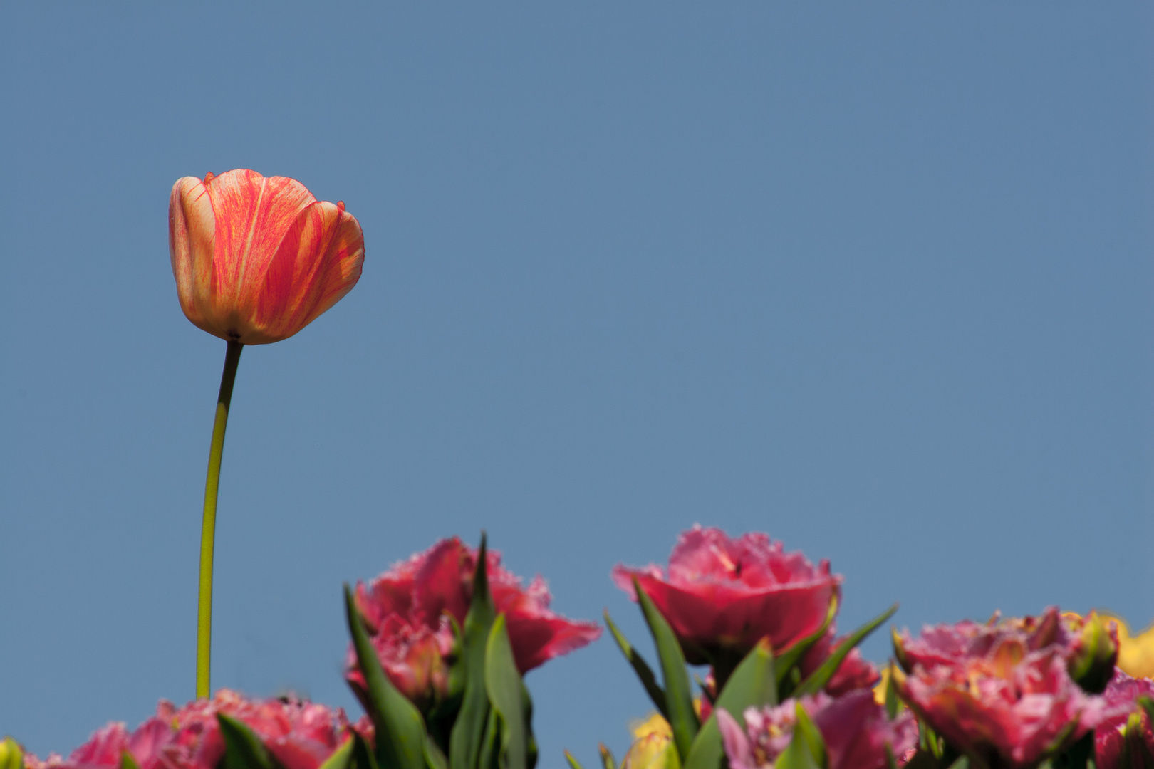 Herrscher der Tulpen