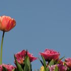 Herrscher der Tulpen