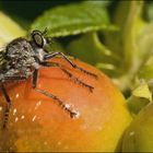 Herrscher über kleine Welten