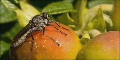 Herrscher über kleine Welten