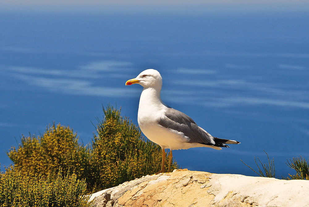 Herrscher über Meer und Insel