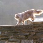 Herrsteiner Altstadtkatze