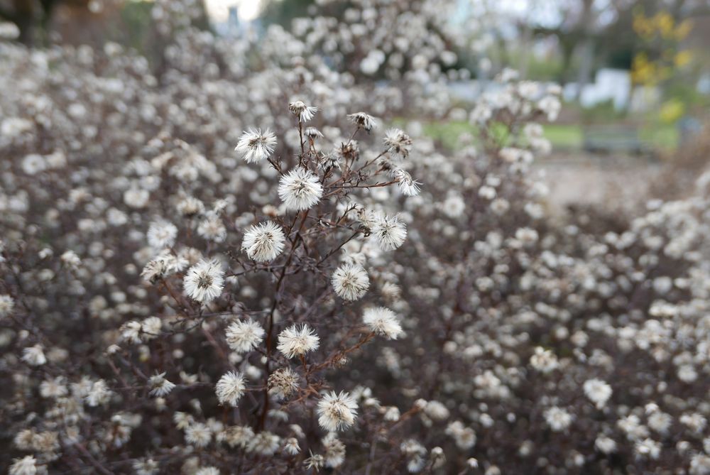 Hersbt im Park