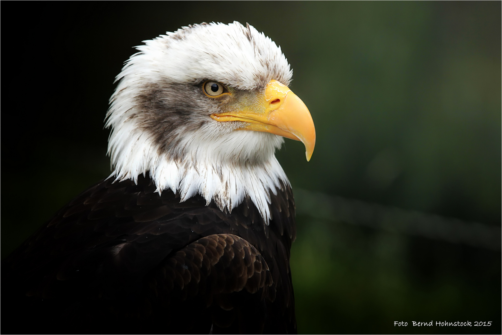 Herscher der Lüfte .... Weißkopfseeadler