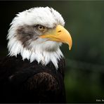 Herscher der Lüfte .... Weißkopfseeadler