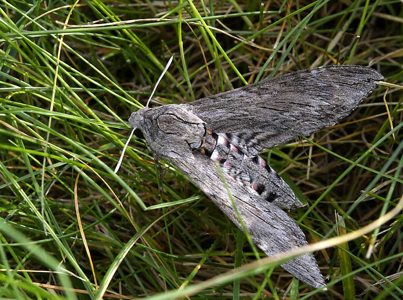 Herse convolvuli (Morning Glory Hawk Moth)