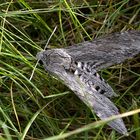 Herse convolvuli (Morning Glory Hawk Moth)