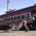 Hershey Line (Habana - Hershey) - Interurban car - Cuba 2002