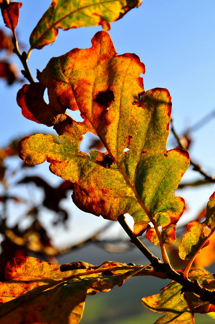 Herstfarben