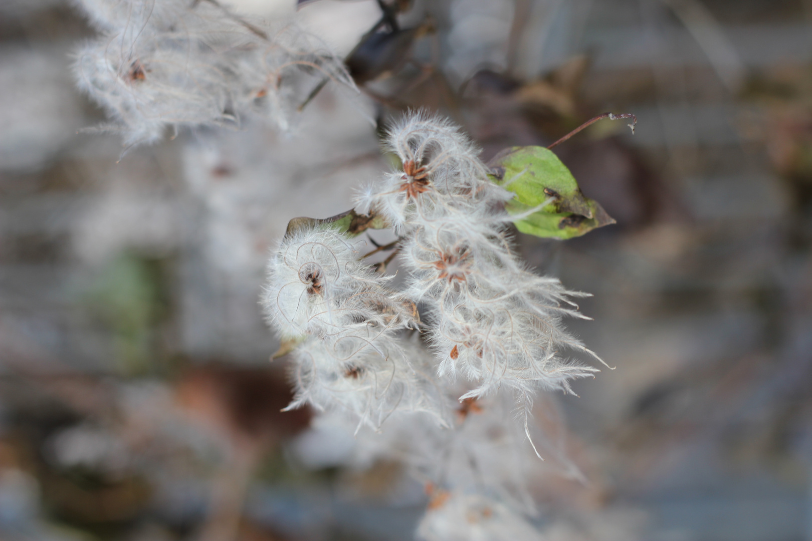 Herstschnappschuss