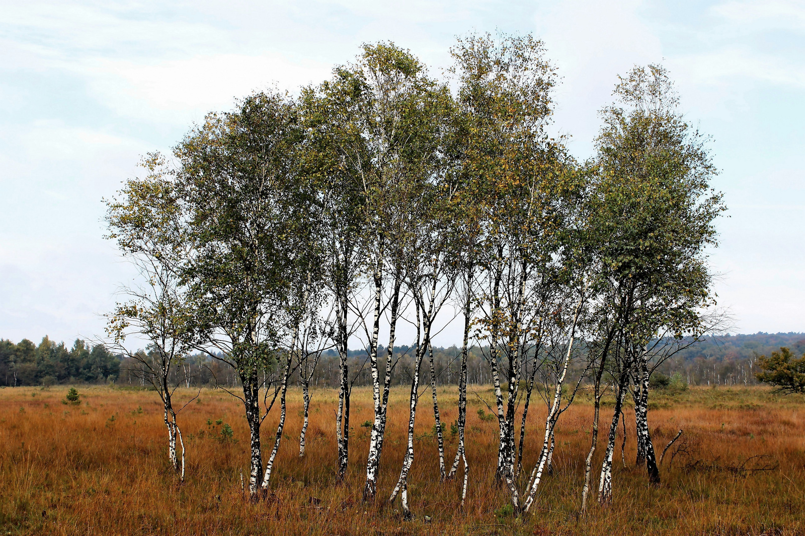 Hertbst in der Heide