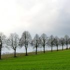 Herten Landschaft Feld (4)