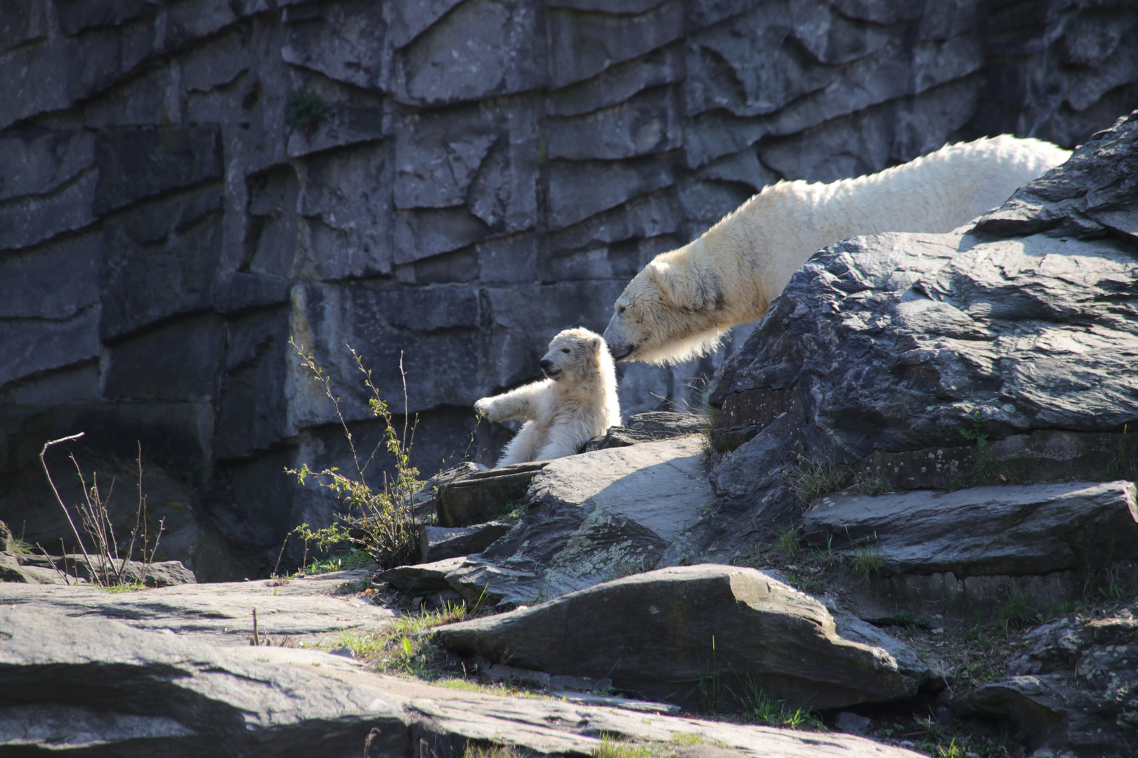 Hertha - kleines Eisbärmädchen im Berliner Tierpark