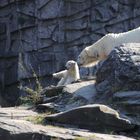 Hertha - kleines Eisbärmädchen im Berliner Tierpark