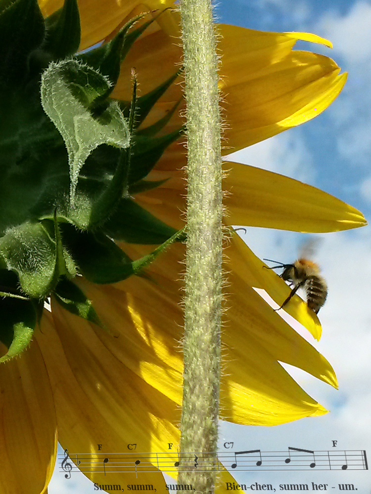 Herum-summen