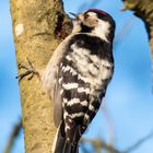 Herumstochern war erfolgreich: Kleinspecht erbeutet Larve