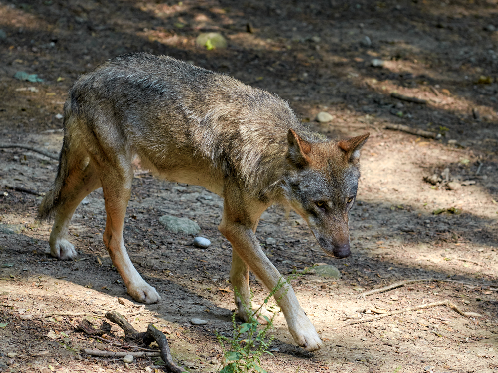 Herumstreifender Wolf