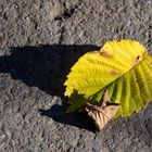 Herunter gefallene Blätter