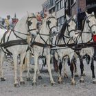 HERVE - BELGIQUE : (2006) - CHEVAUX BLANCS - BEN HUR